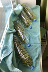 Mound of sprouted mung beans with small roots for eating in water in germinator in the form transparent plastic bottles on the table. Close-up