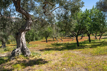 paysage méditerranéen avec un champs d'olivier et leur vieux tronc 
