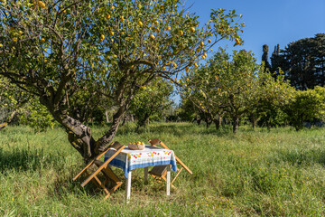 une table et deux chaises dans un verger  sous un arbre fruitier