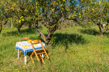 une table et deux chaises dans un verger sous un citronnier