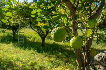 des citrons verts en gros plan,  accrochés à leurs branches , dans un champs avec une échelle en arrière plan