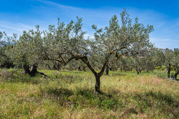 un champs d'olivier sous un ciel bleu