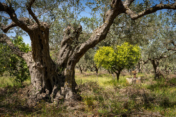 un champ d'olivier avec un petit oranger