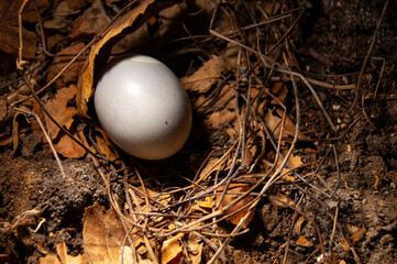 turtledove egg