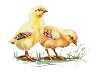 Chicken babies, yellow chickens. Painted in watercolor