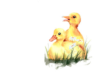 Duck chicks, yellow ducklings. Drawn in watercolor
