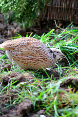 species-appropriate animal husbandry of laying quails in chicken paradise