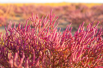 Flowering of the coastal plant Salicornia prostrata. Red fleshy stems of saltwort on an autumn day, close-up