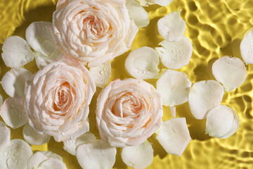 Beautiful roses and petals in water on pale yellow background, top view