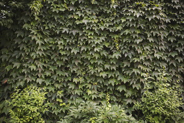 Green life wall, Parthenocissus. Green plants on the wooden fence. Natural texture.