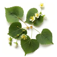 A photo of a branch of a Linden tree with leaves and flowers on a white background