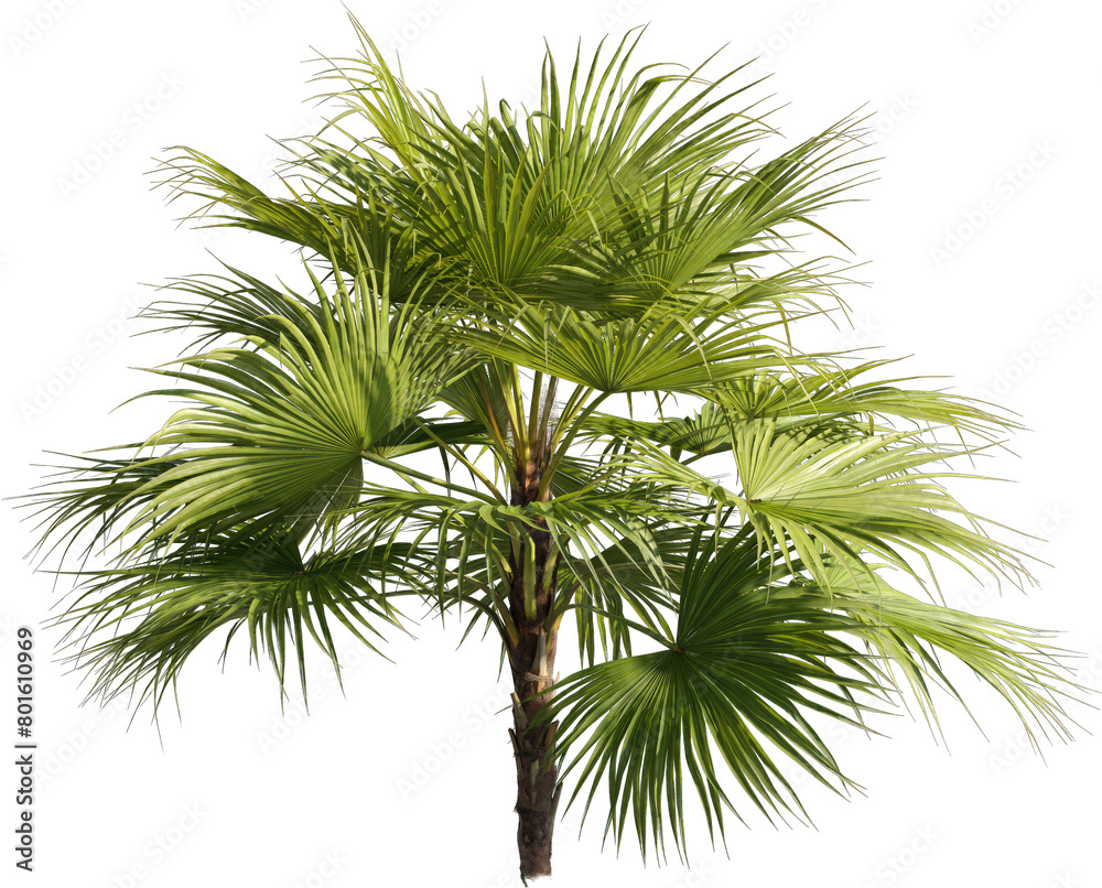 Poster realistic 3d rendering of a tree on transparent background, suitable for architecture visualization,