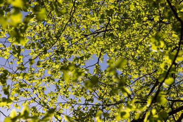 new hornbeam foliage in spring on a sunny day