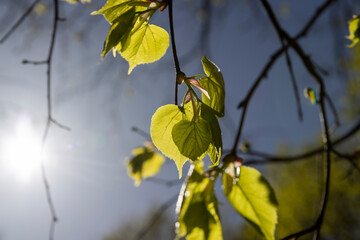 new foliage of the linden tree in spring on a sunny day