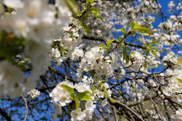 large inflorescences of white cherry blossoms in spring