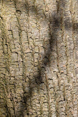 illuminated by sunlight maple tree bark