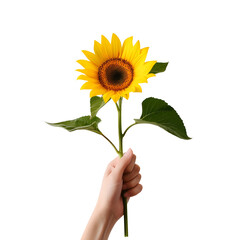 Perfect Image for Mother&rsquo;s Day, Valentine&rsquo;s Day, and Women&rsquo;s Day: Woman Holding a Yellow Sunflower, Isolated on Transparent Background, PNG