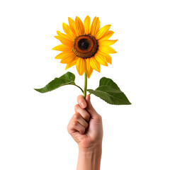 Ideal Image of a Woman Holding a Yellow Sunflower for Mother&rsquo;s Day, Valentine&rsquo;s Day, and Women&rsquo;s Day, Isolated on Transparent Background, PNG