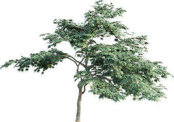 Obraz premium Realistic 3D rendering of a tree on transparent background, suitable for architecture visualization, presentation background, 2D or 3D illustration digital
