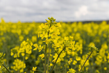 yellow rapeseed flowers against the sky with clouds