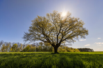 Obraz premium an old tall oak with young foliage, the first foliage