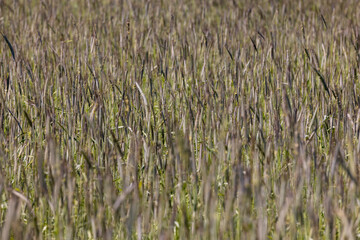 a field with green wheat in sunny weather