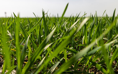 wheat growing field in spring