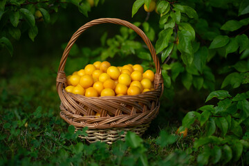Yellow plum. A wicker basket with a plum in the garden. Harvesting fruits. Useful summer vitamins.