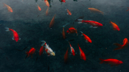 A group of fish swimming in a pond. The water is murky and the fish are mostly orange