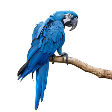 Standing on top of a branch, a close up photo of a blue macaw parrot, Isolated on Transparent Background, PNG