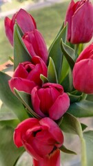 bunch of pink tulips