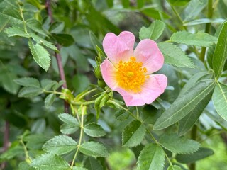 Rosa canina L., Cherokee rose (rosa laevigata) in full bloom, macro and close up photo.
