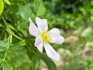 Rosa canina L., Cherokee rose (rosa laevigata) in full bloom, macro and close up photo.

