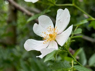 Rosa canina L., Cherokee rose (rosa laevigata) in full bloom, macro and close up photo.
