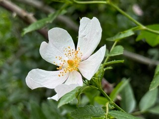 Rosa canina L., Cherokee rose (rosa laevigata) in full bloom, macro and close up photo.
