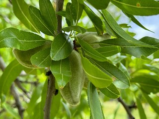 Prunus dulcis, Almond tree and baby almond.
