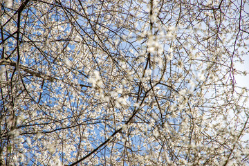 spring tree branches with white petals at dawn