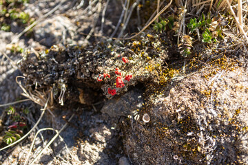 VOLCÁN NEVADO DE COLIMA