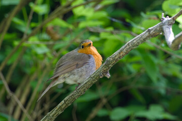 European robin is perching on a tree branch