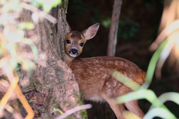 Kleines Reh im Wald