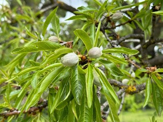 Prunus dulcis, Almond tree and baby almond.
