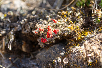 VOLCÁN NEVADO DE COLIMA