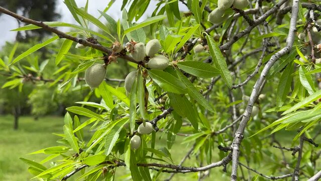 Prunus dulcis, Almond tree and baby almond.
