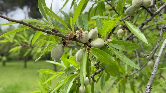 Prunus dulcis, Almond tree and baby almond.
