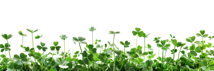 Green clover leaves isolated on a transparent background