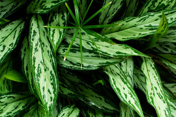 Aglaonema plant with its completely green or variegated leaves. Plants and flowers.