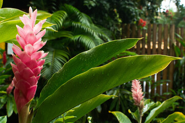 Garden with the Alpinia purpurata plant, also known as red ginger. Plants and flowers.