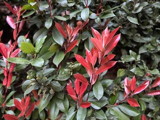 Photinia Species, Fraser Photinia, Red-Tipped Photinia, Red Tops (Photinia x fraseri).
