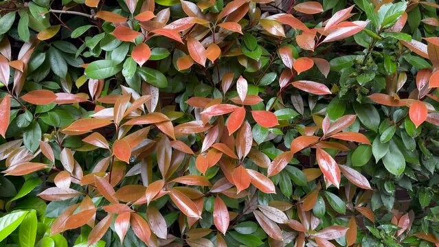 Photinia Species, Fraser Photinia, Red-Tipped Photinia, Red Tops (Photinia x fraseri).