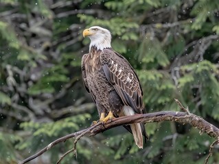 Focused Bald Eagle perched on a branch in a lush forest, its keen eyes and detailed feathers highlighted by the natural setting
